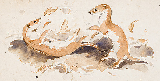 Weasles Playing in Autumn