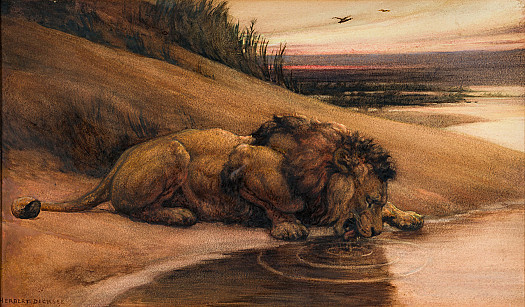 Drinking Lion