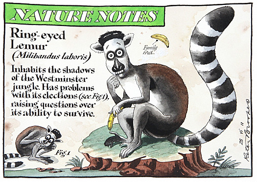 Nature Notes
Ring-Eyed Lemur (Milibandus Laboris)