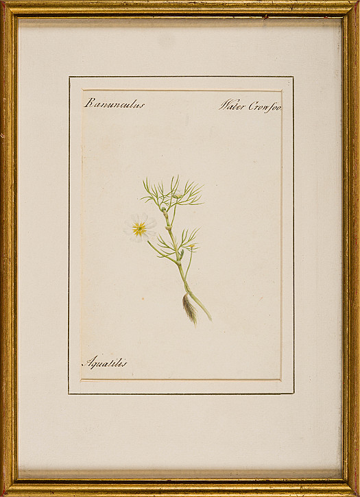Ranunculus