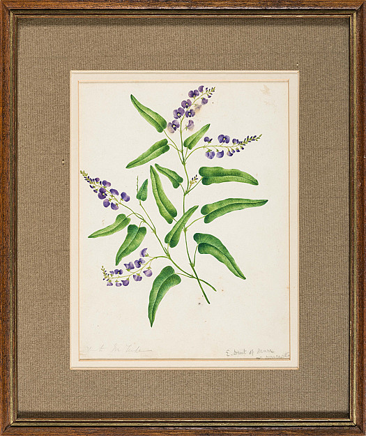 Hardenbergia Violacea (Purple Coral Pea Flower)