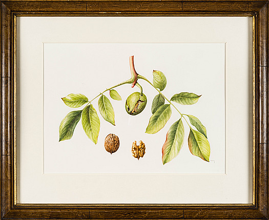 Walnut Sprig