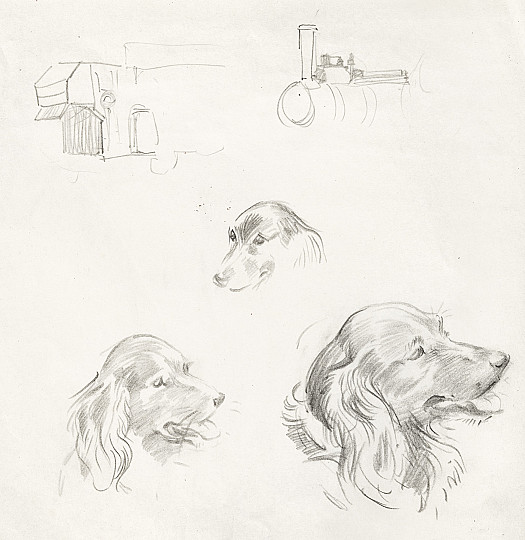 Study of Cocker Spaniel Heads