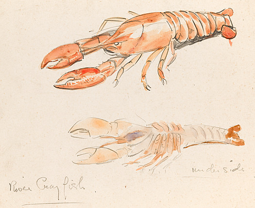 River Crayfish