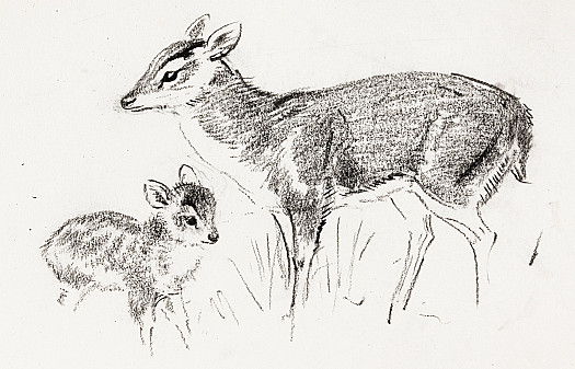 Muntjac Fawn and a Doe
