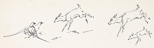 Leaping Muntjac and Pheasants