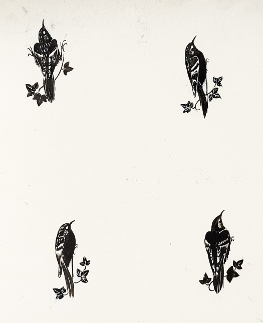 Development of Thrush Silhouettes