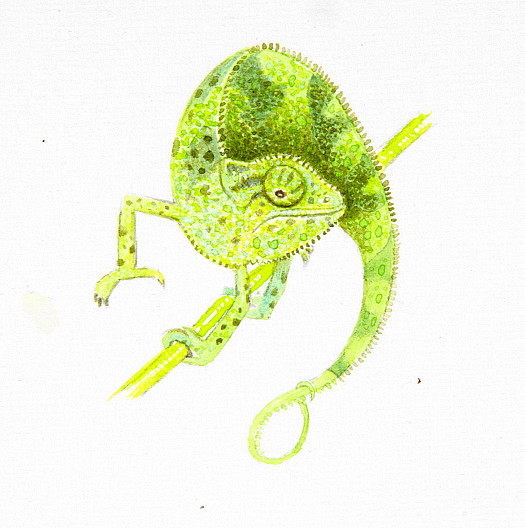 Flap-Necked Chameleon