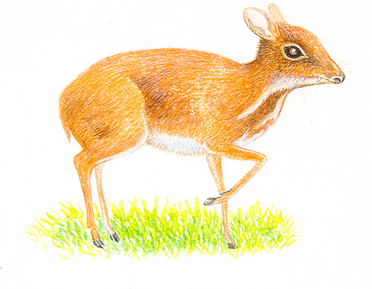 Mouse Deer