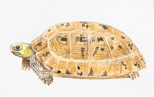 Elongated Tortoise