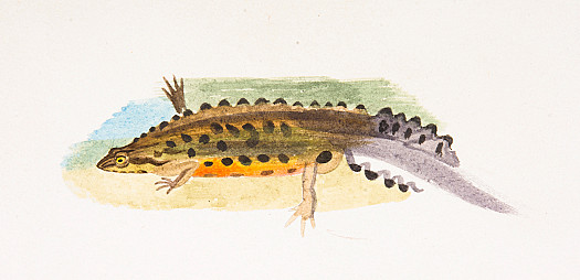 Common Newt