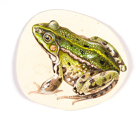 Frog I
