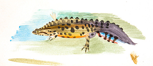 Common Newt Ii