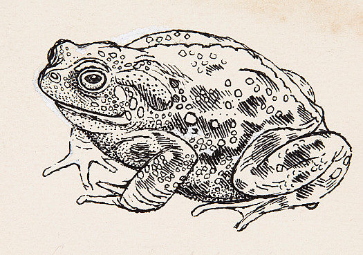 Common Toad