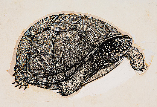 European Pond Terrapin