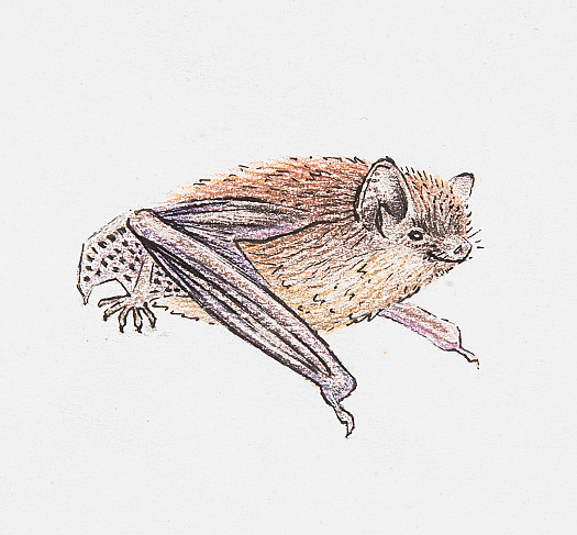 Pipistrelle Bat