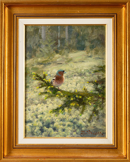 Chaffinch on the forest floor