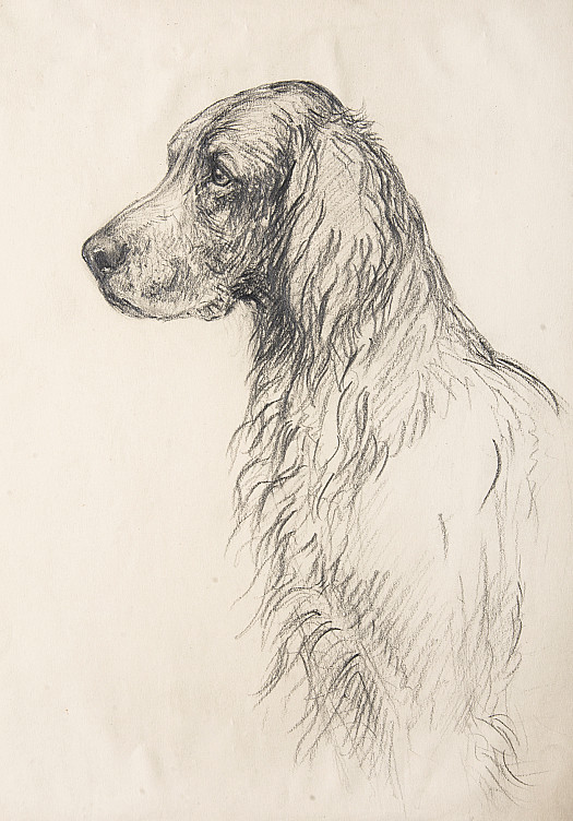 Paddy, an Irish Setter