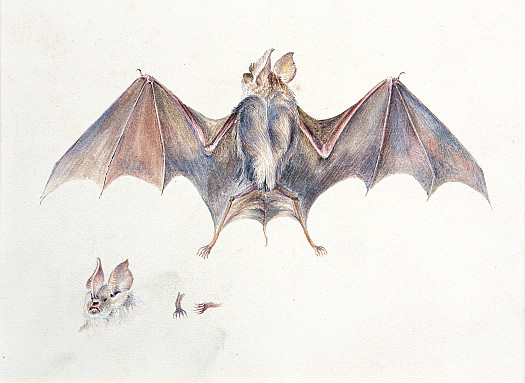 Bat