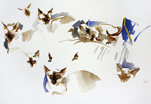 Siamese and a Blue Cushion