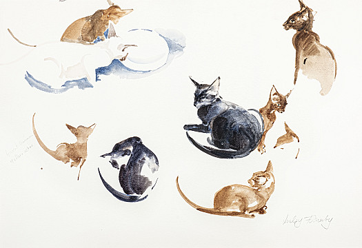 Havannas and Black Cats