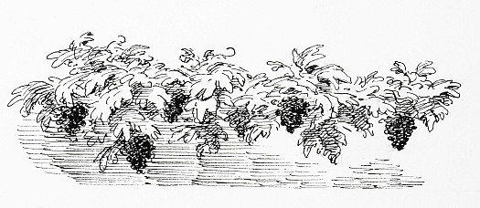 The vines had spread indeed over the trees, and the clusters of grapes were just now in their prime, very ripe and rich
