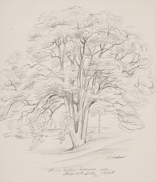 The Six Sisters: SycamoreThorpe Hall, South Lincs