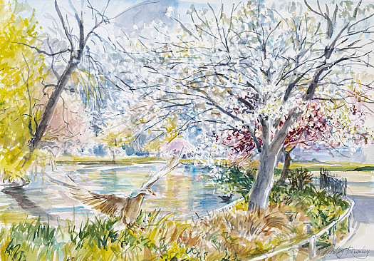 Coming in to Land, St James&rsquo;s Park