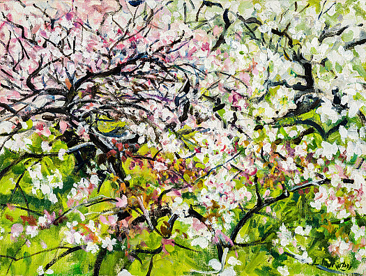 Branches of Cherry Blossom