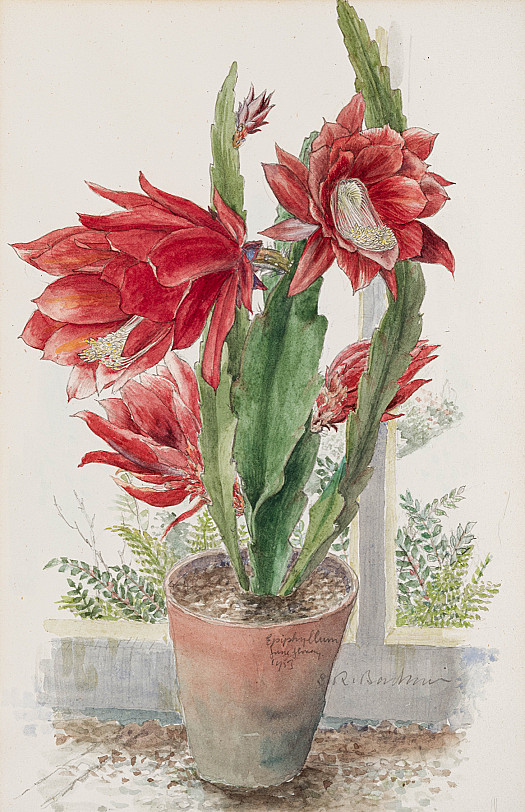 Epiphylum June Flowering