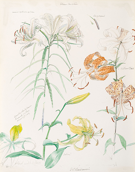 Study of Lillies