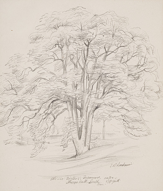 The Six Sisters: SycamoreThorpe Hall, South Lincs