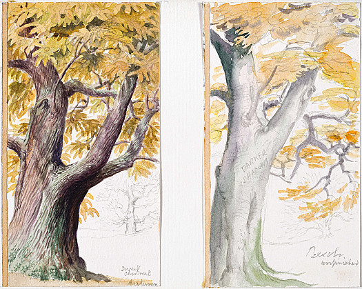 Sweet Chestnut and Beech