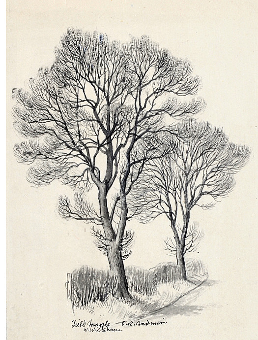 Field Maple W Wickham