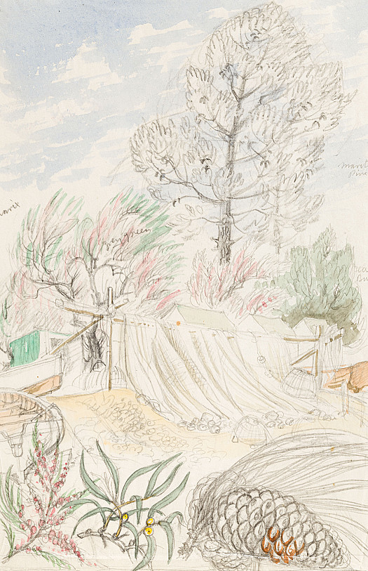 Tamarisk, Sea Buckthorn, Maritime Pine