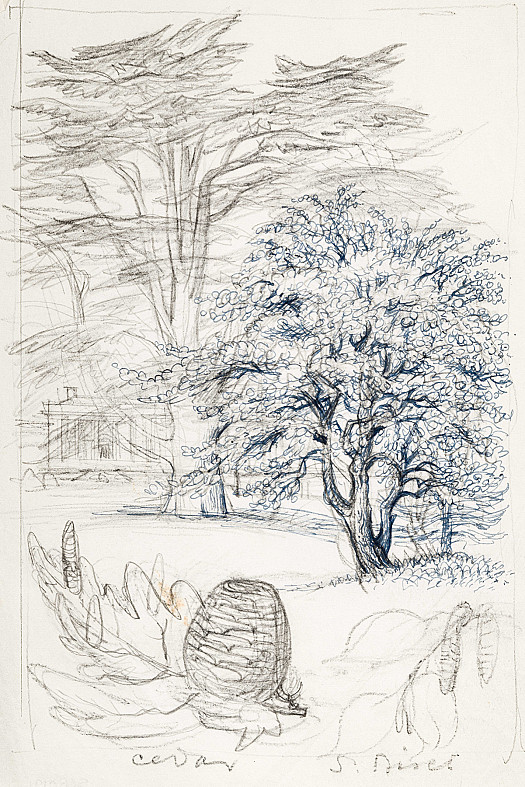 White Poplar and Cedar