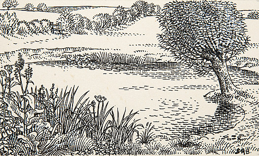 PondsThe Rich Animal and Plant Life On, In and Around Two Ponds In Suffolk