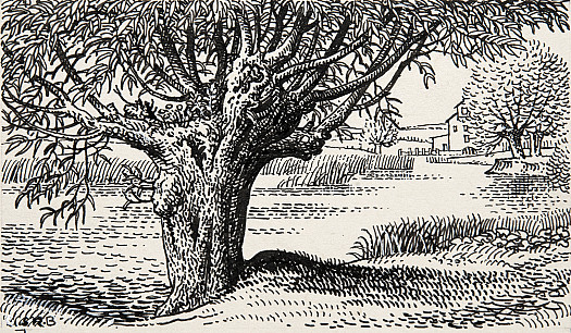 Nature In MiniatureThe Rich Animal and Plant Communities to Be Found In the Trunk and Crown of a Pollarded Willow Near Flatford, Suffolk