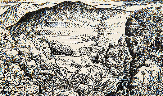 MountainsideLife under Harsh Conditions &ndash;&nbsp;mountain Flowers and Plants On Ben Lawers, Scotland