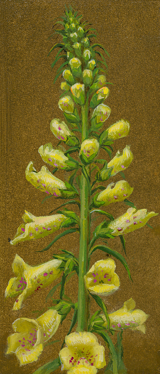 Foxglove