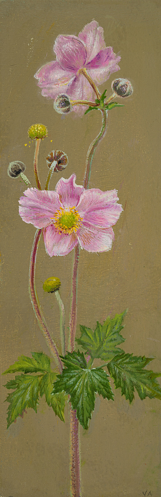 Pink Japanese Anemone