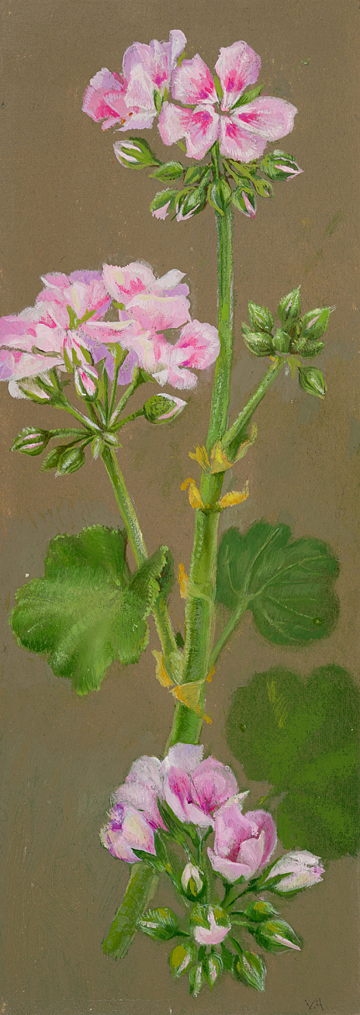 Pink Geranium