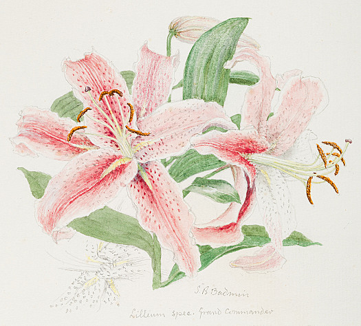 Lillium spec Grand Commander