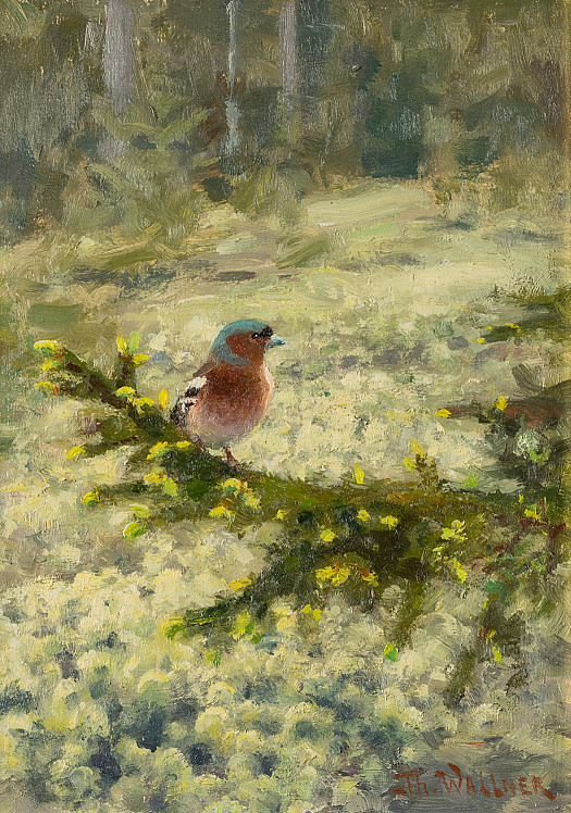 Chaffinch on the Forest Floor