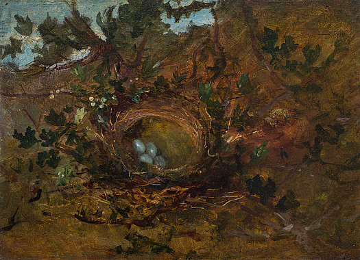 A Bird's Nest