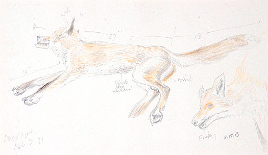 Dead Fox