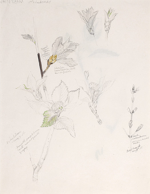 Whitebeam, Ist Week May