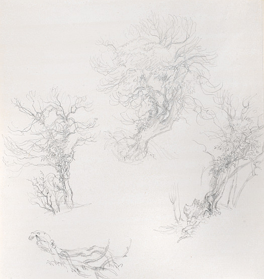 Studies of Trees