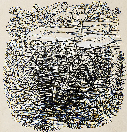 Pond Plants
