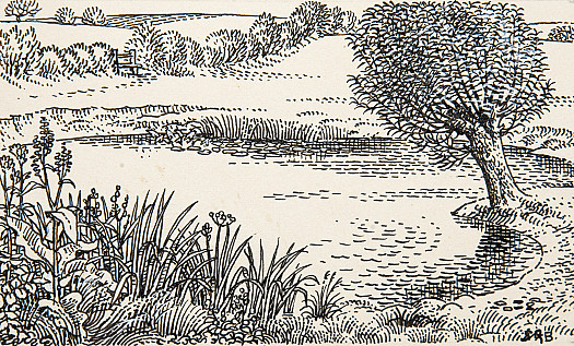 PondsThe Rich Animal and Plant Life On, In and Around Two Ponds In Suffolk